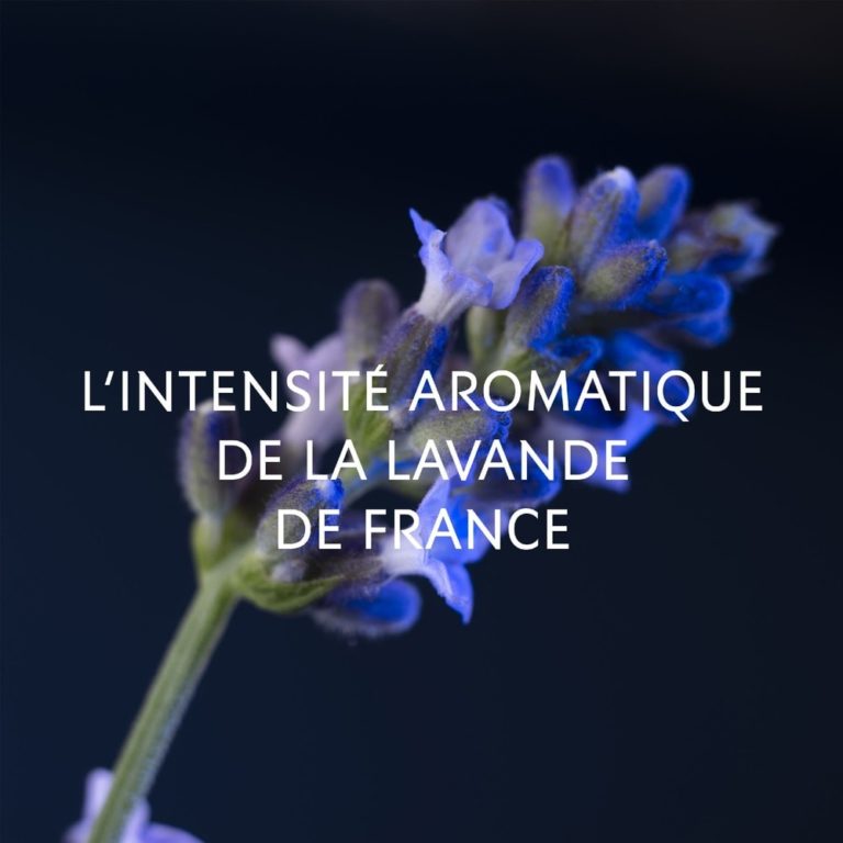 Yves Saint-Laurent | Y Absolu EDP | Parfumerie MADO Réunion