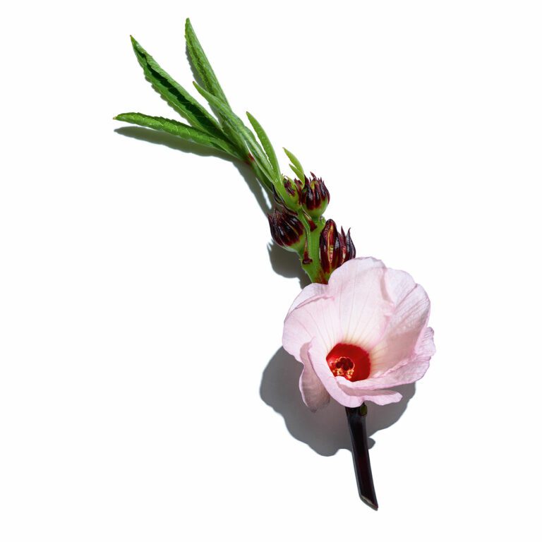 CLARINS I CRÈME ROSE LUMIÈRE I SOIN VISAGE I LIFTANT I MADO PARFUMERIE RÉUNION