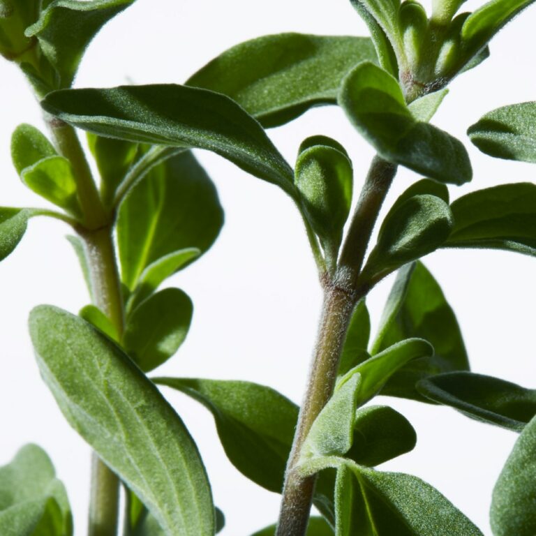 SHISEIDO |Concentré activateur yeux | Parfumerie MADO Réunion