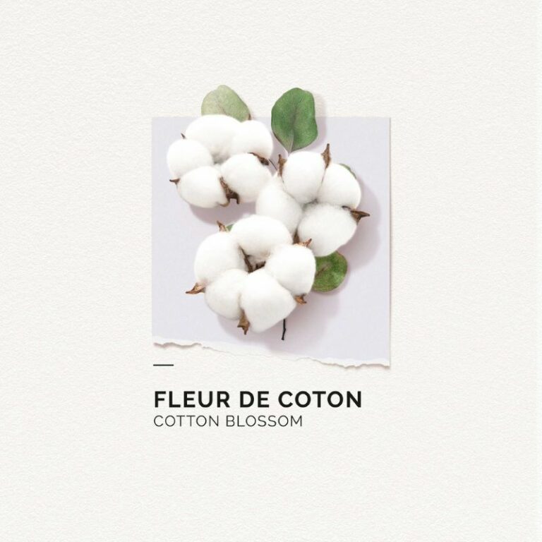 SOLINOTES | EAU DE PARFUM | FLEUR DE COTON | FRAGANCE FRAÎCHE ET AROMATIQUE | UNE NOTE COCOONING | MADO PARFUMERIE REUNION