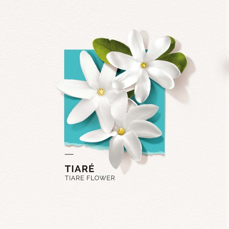 SOLINOTES | BAUME CORPS | TIARÉ |SOIN CORPS | MADO PARFUMERIE RÉUNION