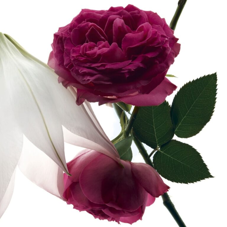 YVES SAINT LAURENT | MON PARIS INTENSÉMENT | EAU DE PARFUM | SENSUELLE | POUR UNE FEMME PASSIONNÉE |MADO PARFUMERIE RÉUNION