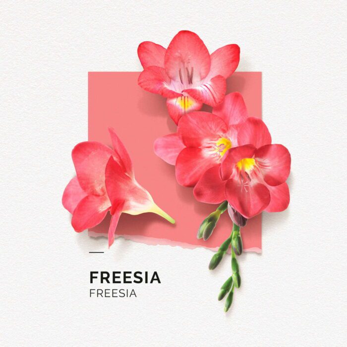 Freesia EDP – Image 5