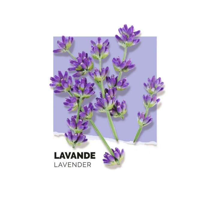 Lavande Eau de Parfum Vaporisateur 50 ml – Image 3