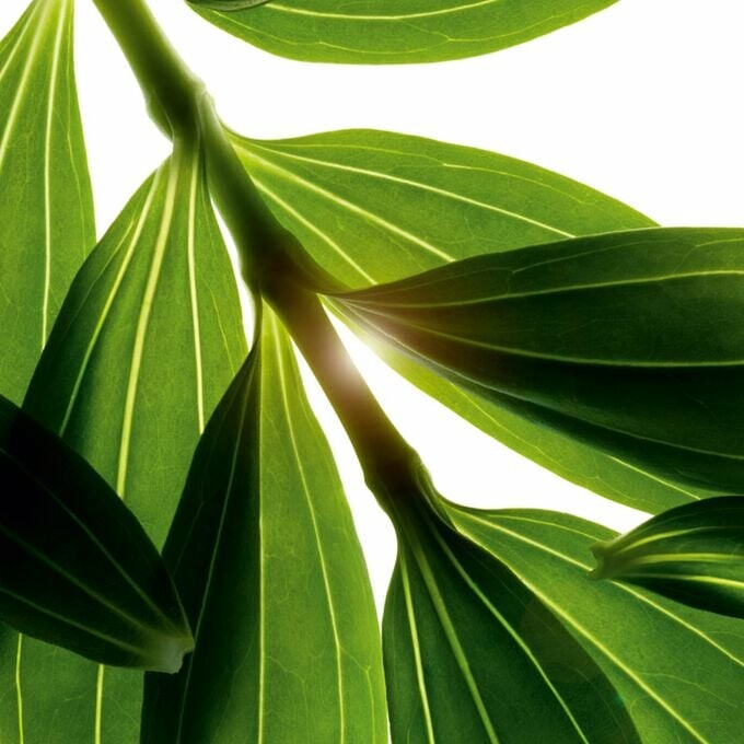 Bain aux Plantes "Tonic" – Image 5